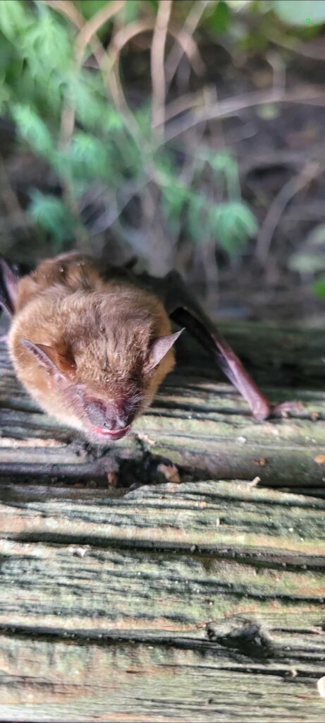 Wildlife Removal Hanover Township