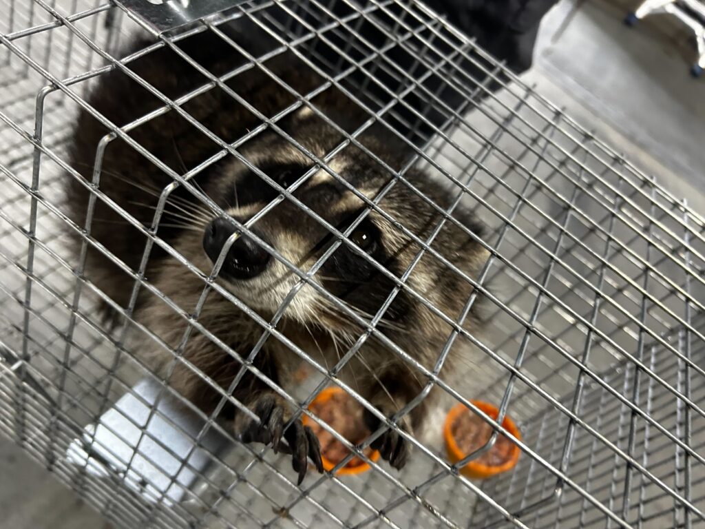 Wildlife Removal Hanover Township