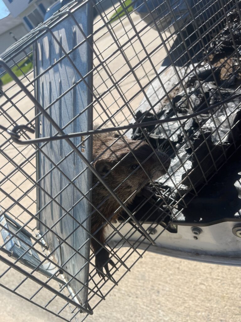 Wildlife Removal Hanover Township