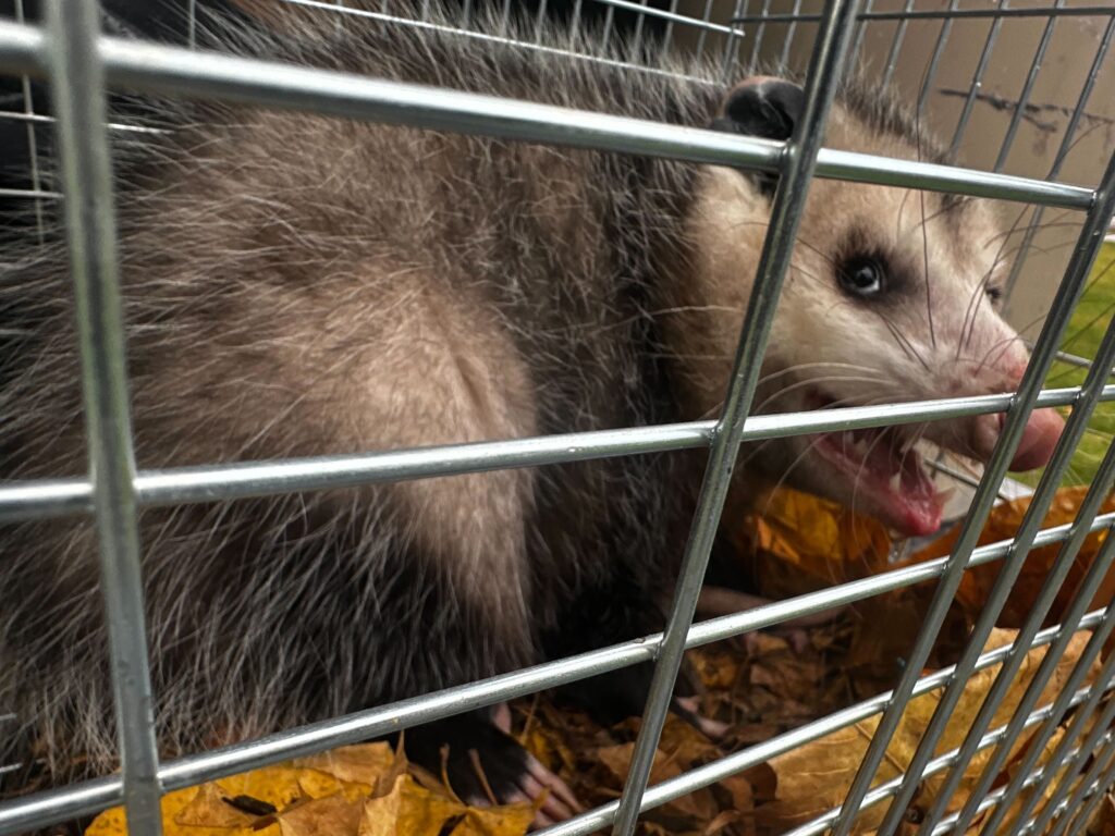 Wildlife Removal Hanover Township