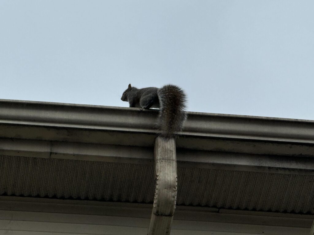 Wildlife Removal Hanover Township